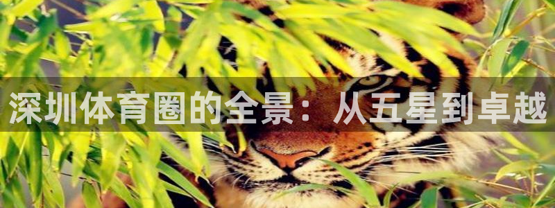 77体育官网：深圳体育圈的全景：从五星到卓越
