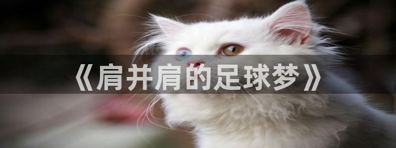 77体育app下载官网
